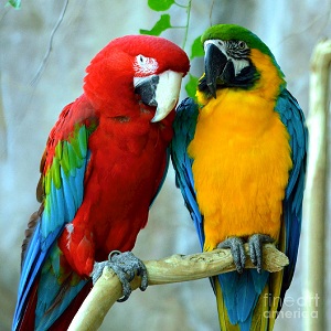 Hey Parrots Train Your Parents To Start Training You